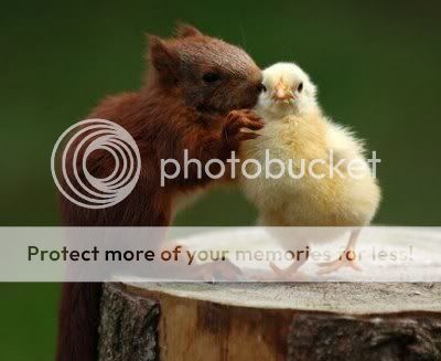 squirrel-and-chick.jpg