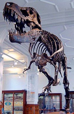 250px-Stan_the_Trex_at_Manchester_Museum.jpg