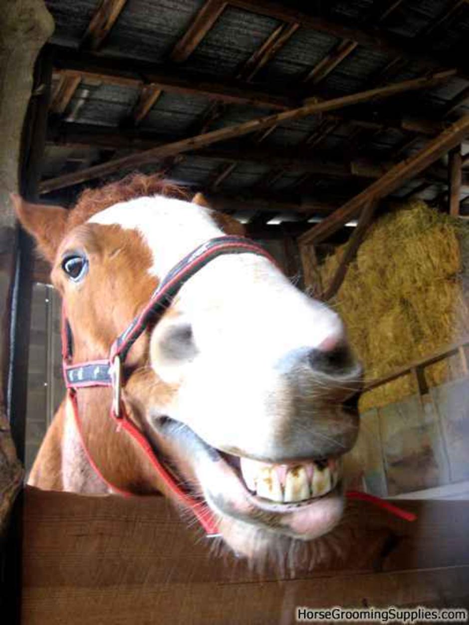 original_smiling_horse.jpg
