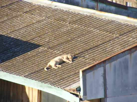 cat-on-a-hot-tin-roof.jpg