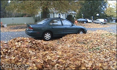 10.-When-this-bros-friend-hidden-in-the-leaves....gif